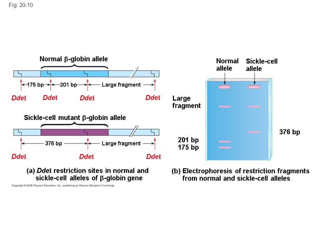 Fig. 20-10 Normal allele Sickle-cell allele Large fragment (b) Electrophoresis of restriction fragments from